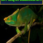 How Long Do Chameleons Live