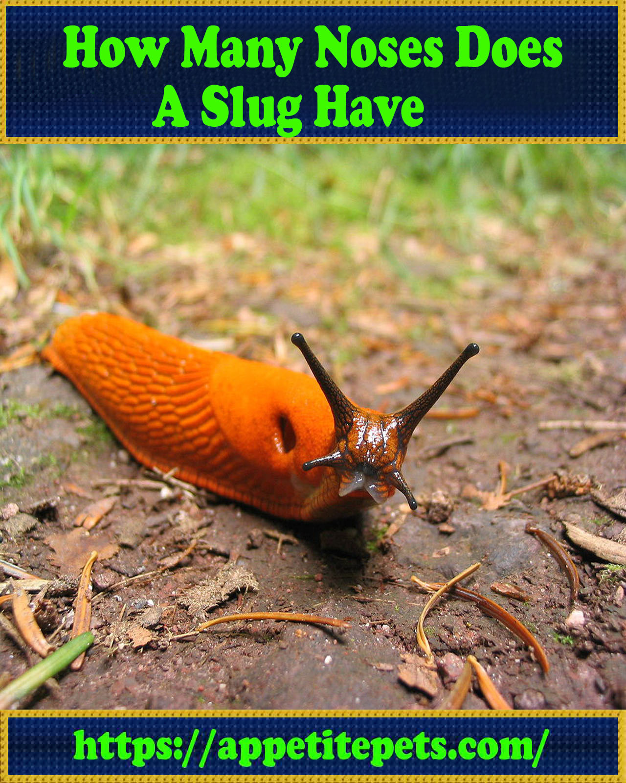 How Many Noses Does a Slug Have