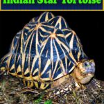 Indian Star Tortoise