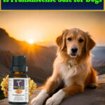 Is-Frankincense-Safe-for-Dogs