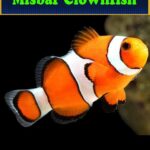 Misbar Clownfish