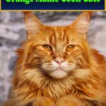 Orange Maine Coon Cat