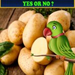 Can Parrots Eat Potatoes