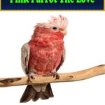 Pink Parrot (Unique Species with Pictures)