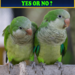 Do Quaker Parrots Talk