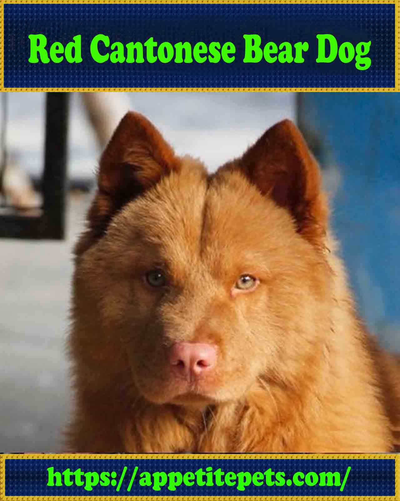 Red-Cantonese-Bear-Dog-