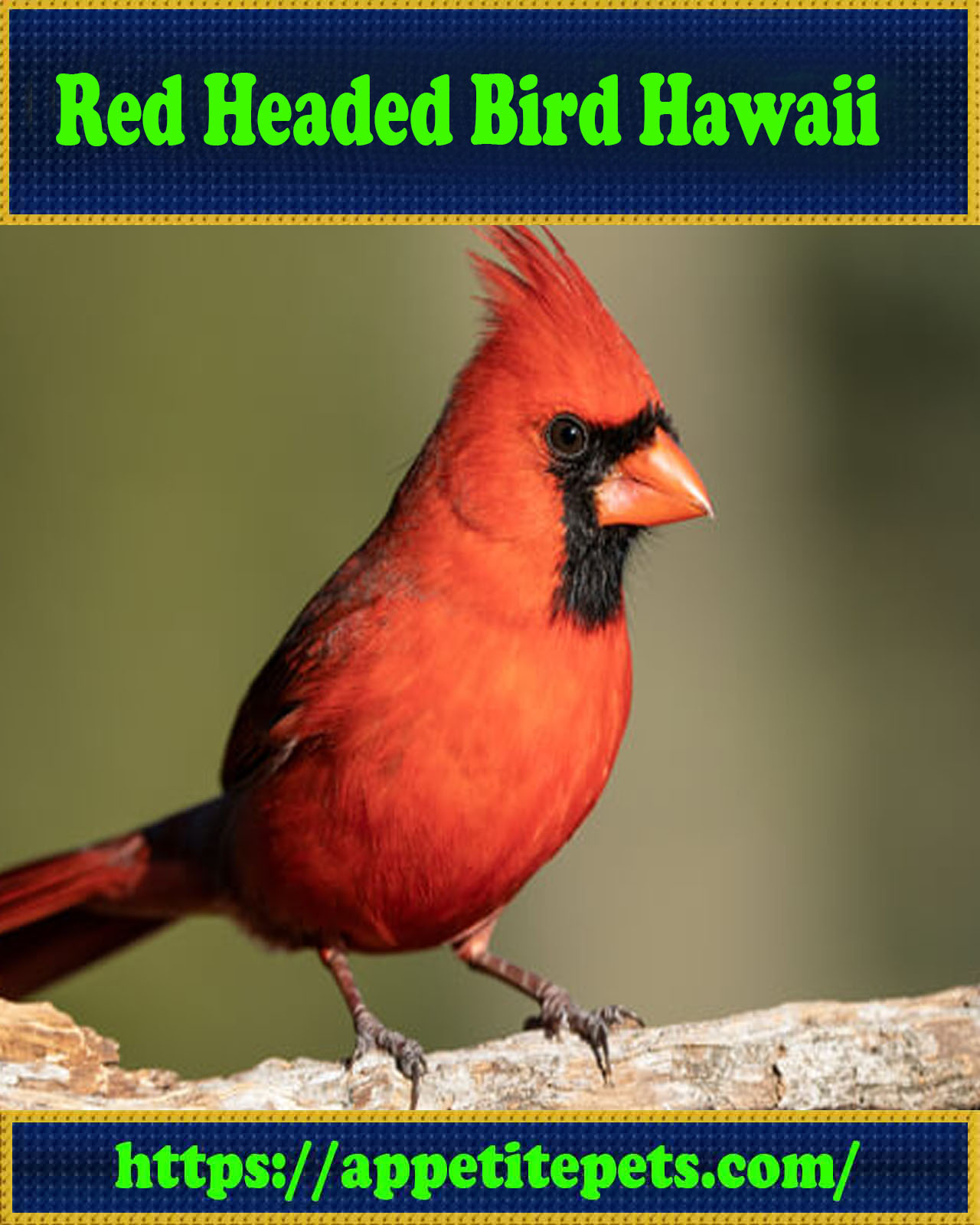 Red-Headed-Bird-Hawaii