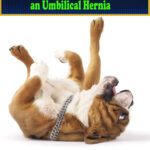 Should I Buy a Puppy with an Umbilical Hernia