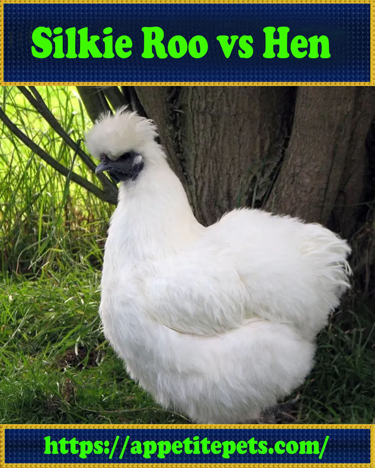 Silkie Roo vs Hen