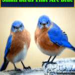 Small Birds That Are Blue