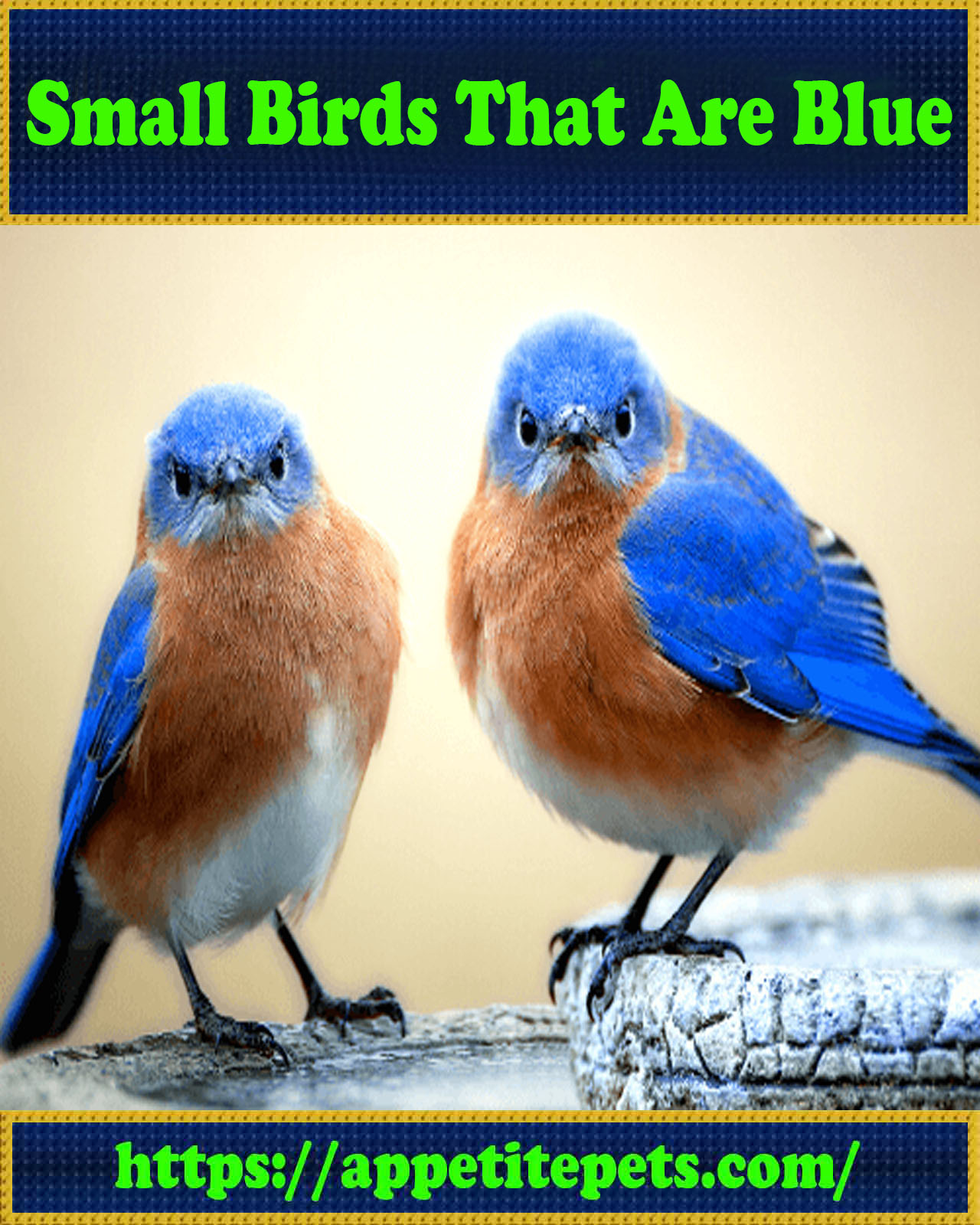 Small Birds That Are Blue