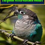 Turquoise Green-Cheeked Conure