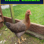 Welbar Chicken