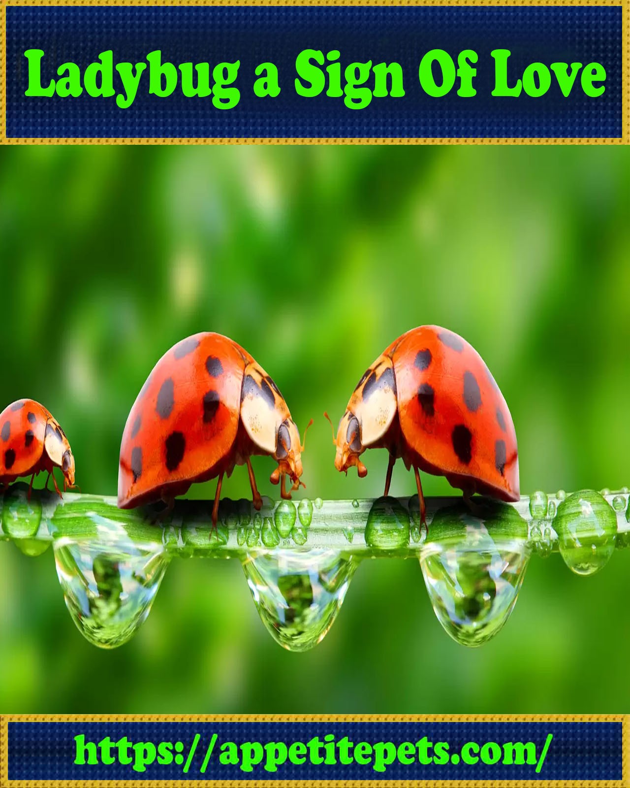 What Does It Mean When A Ladybug Lands On You