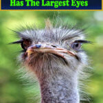 What Land Animal Has The Largest Eyes