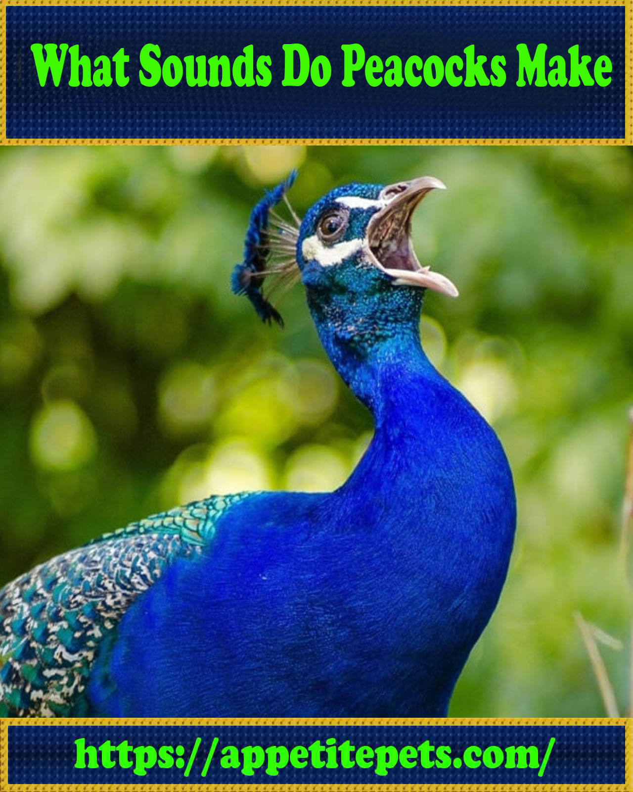 What Sounds Do Peacocks Make