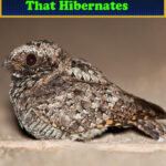 What is the Only Bird That Hibernates