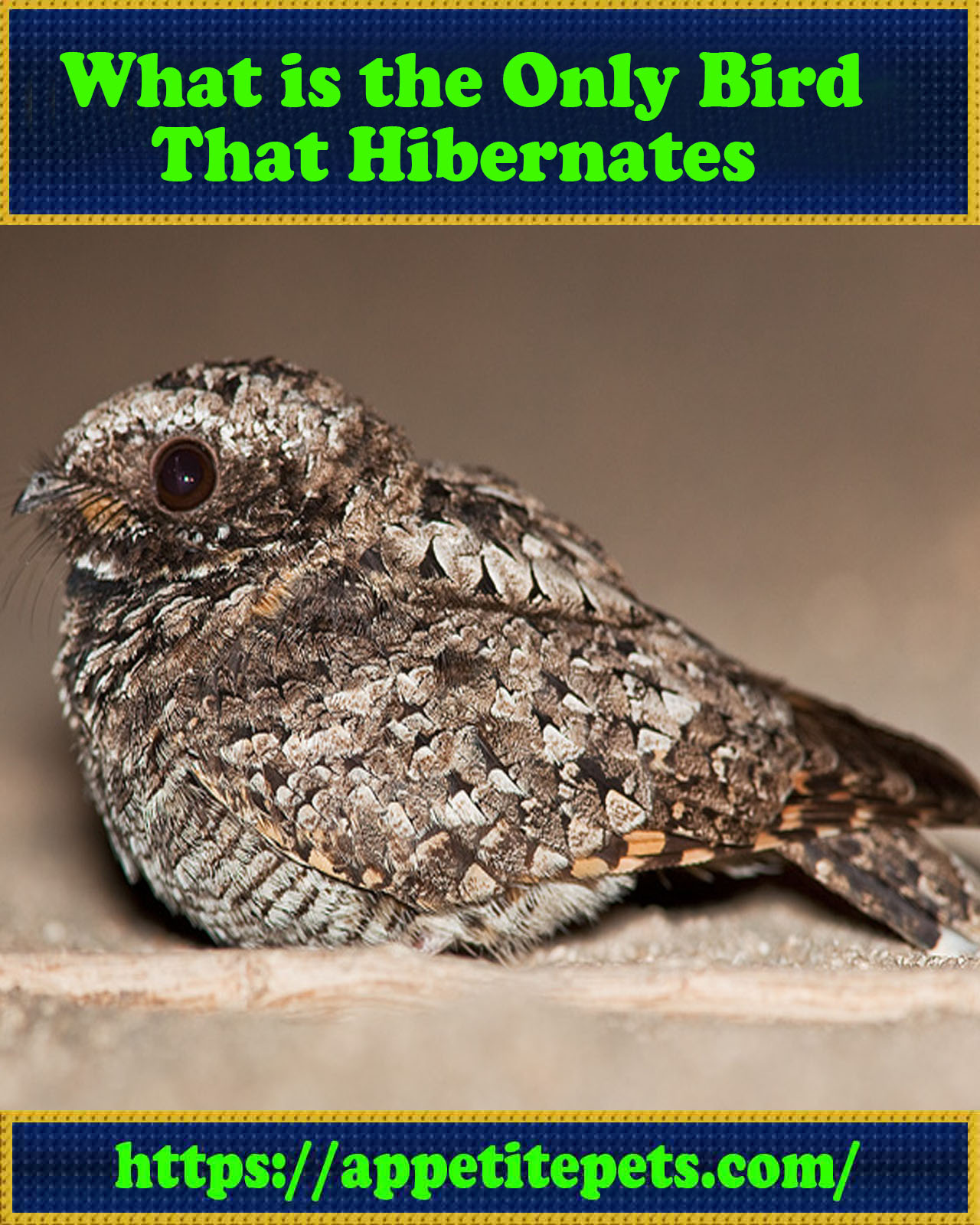 What is the Only Bird That Hibernates