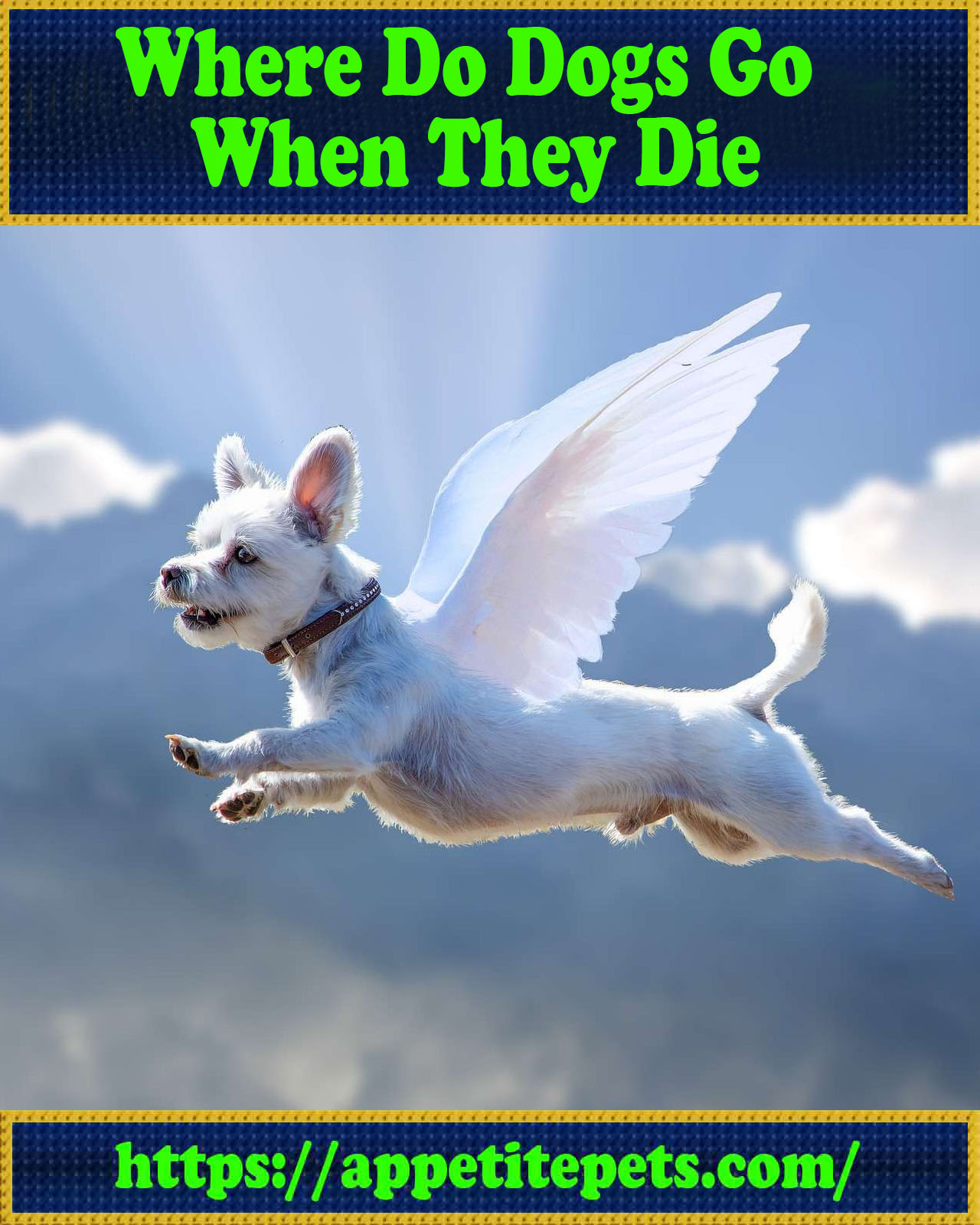 Where Do Dogs Go When They Die