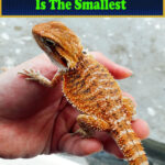 Which Dragon Breed Is The Smallest
