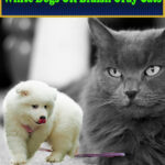 White Dogs or Bluish Gray Cats