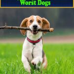Why Beagles Are the Worst Dogs