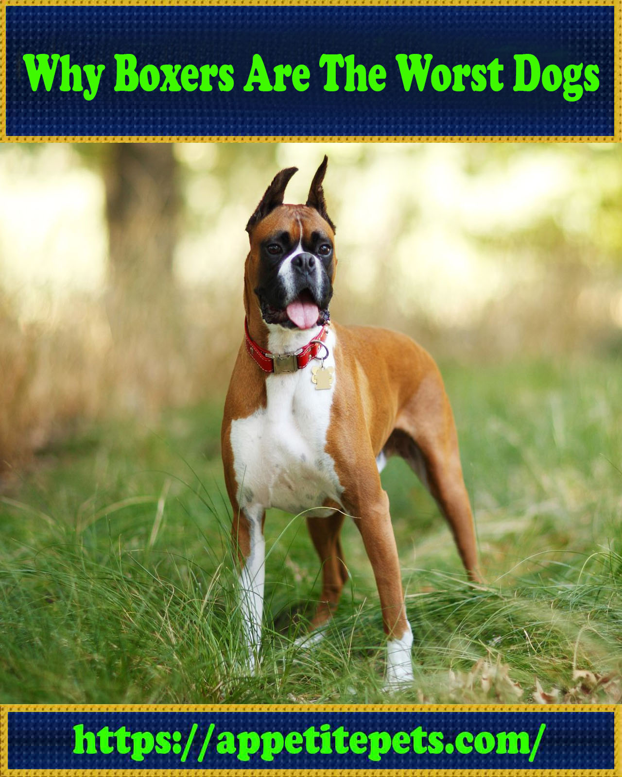 Why Boxers Are The Worst Dogs