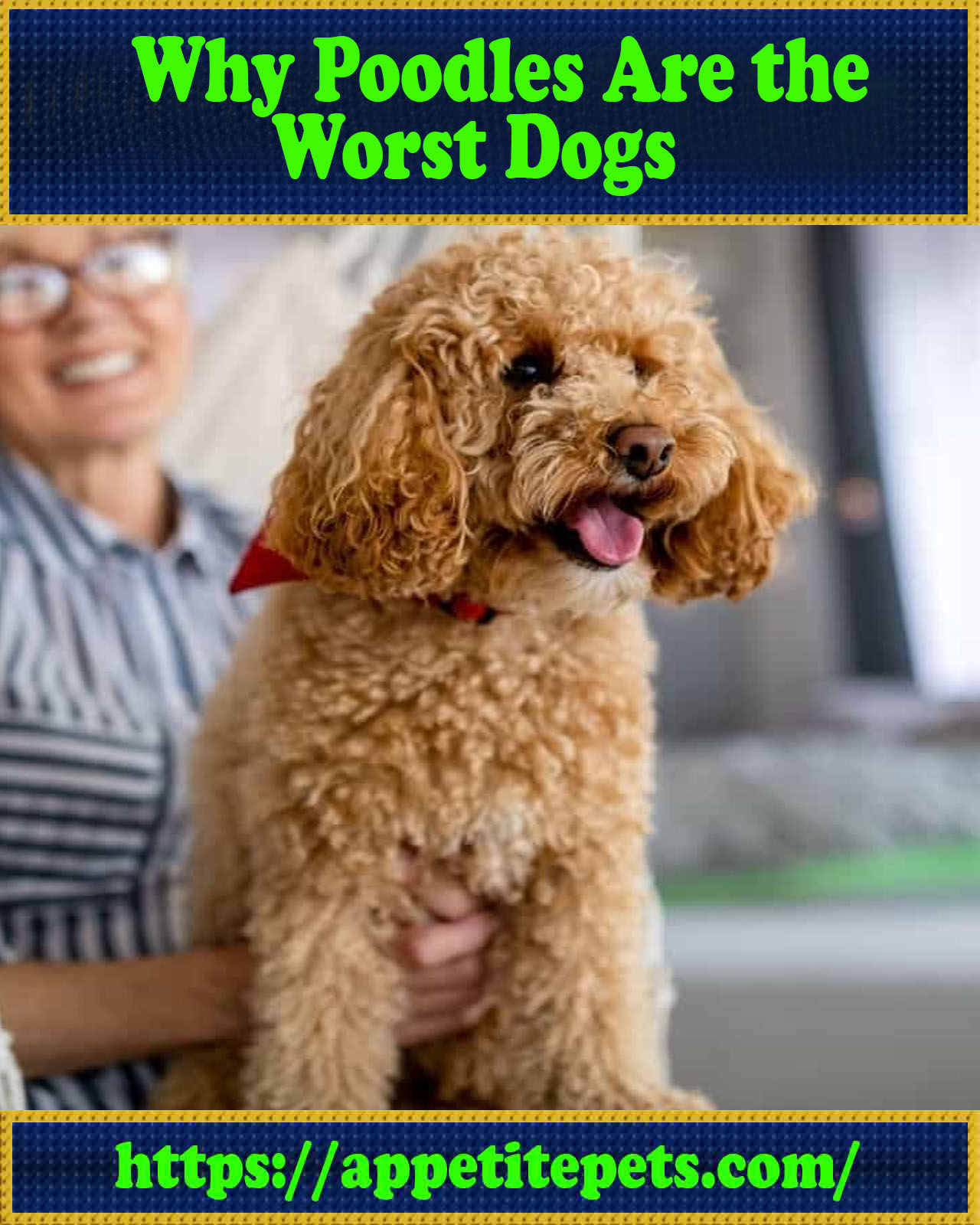 Why Poodles Are the Worst Best