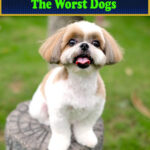 Why Shih Tzus Are the Worst Dogs