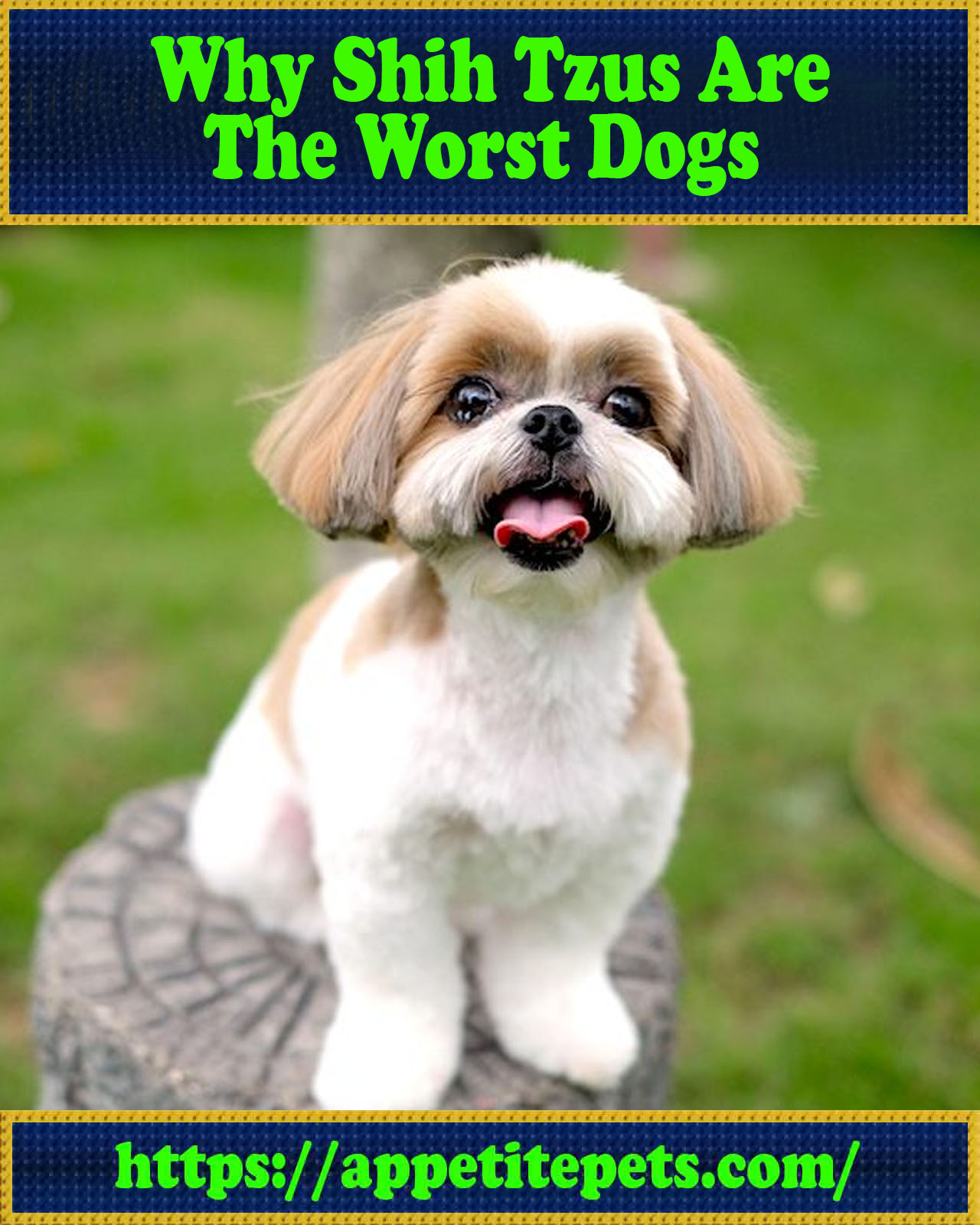 Why Shih Tzus Are the Worst Dogs
