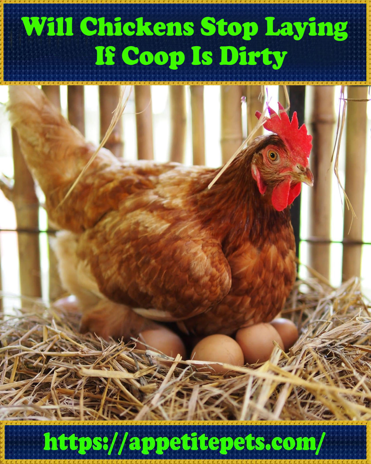 Will Chickens Stop Laying If Coop Is Dirty