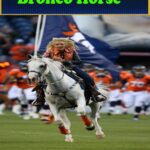 Bronco Horse