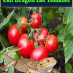 Can bearded dragons eat tomatoes