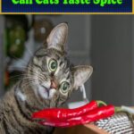 Can Cats Taste Spice Foods And Treats