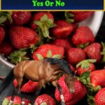Can Horses eat strawberries