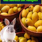 Can A Rabbit Eat Mangos