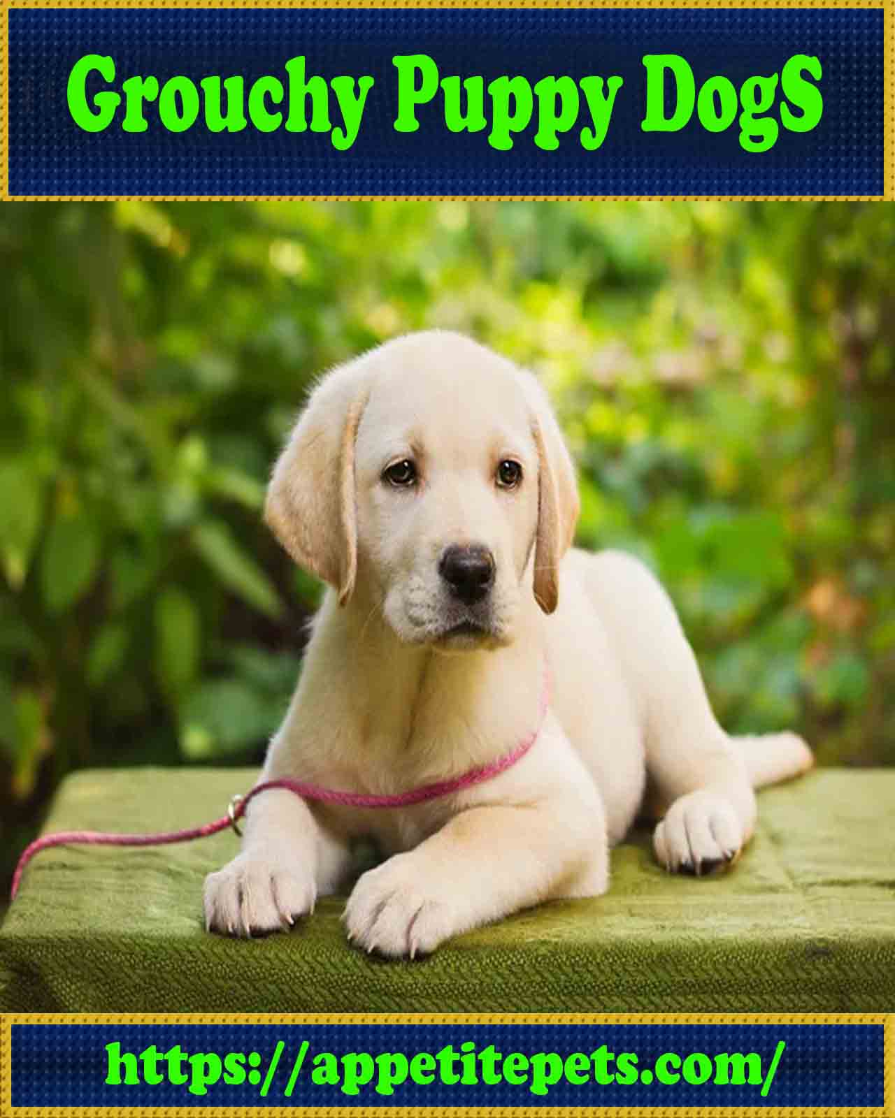Grouchy Puppy Dog Blog