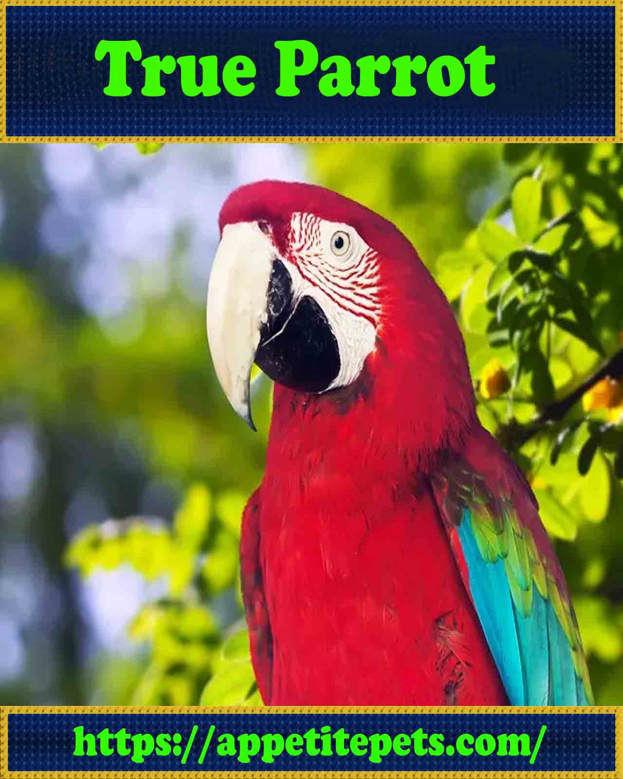 true-parrot