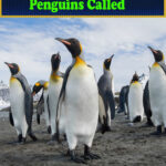What is a Group of Penguins Called